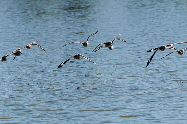 Willet Catoptrophorus semipalmatus 