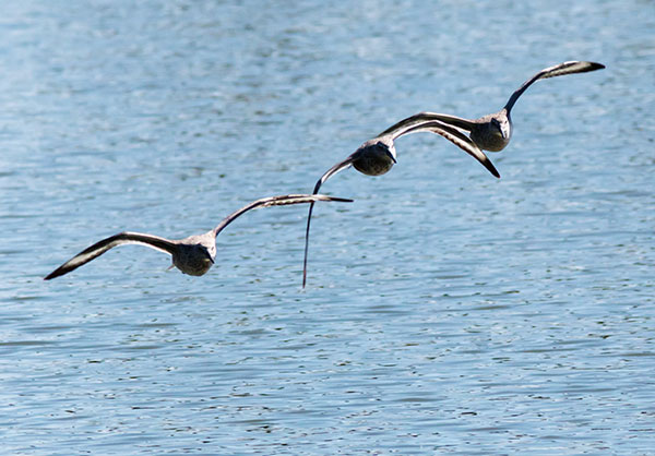 Willet Catoptrophorus semipalmatus 