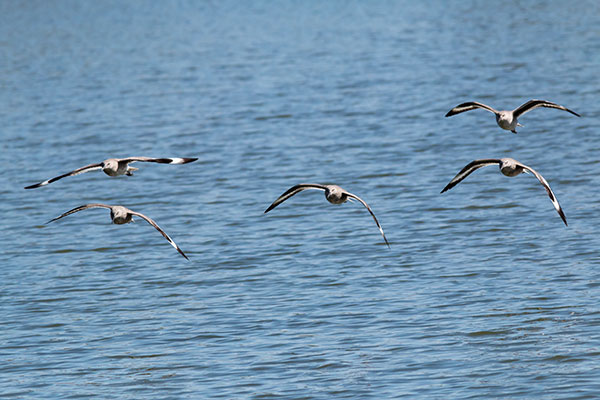 Willet Catoptrophorus semipalmatus 