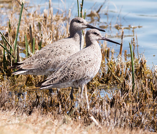 Willet Catoptrophorus semipalmatus 