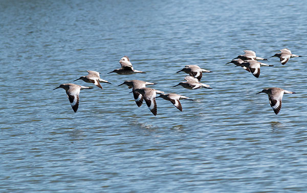 Willet Catoptrophorus semipalmatus 