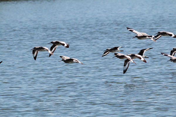 Willet Catoptrophorus semipalmatus 