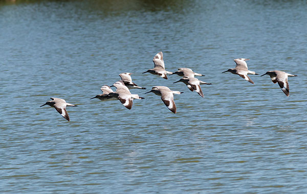 Willet Catoptrophorus semipalmatus 
