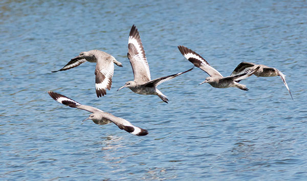 Willet Catoptrophorus semipalmatus 