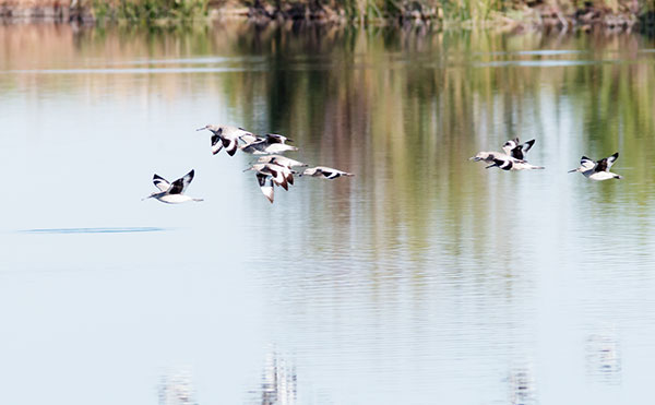 Willet Catoptrophorus semipalmatus 