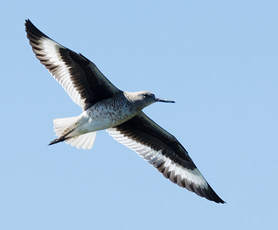 Willet Catoptrophorus semipalmatus 