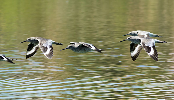 Willet Catoptrophorus semipalmatus 