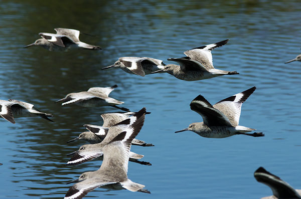 Willet Catoptrophorus semipalmatus 