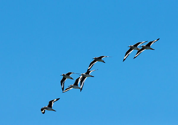 Willet Catoptrophorus semipalmatus 