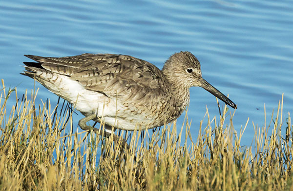 Willet Catoptrophorus semipalmatus 