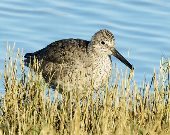 Willet Catoptrophorus semipalmatus 