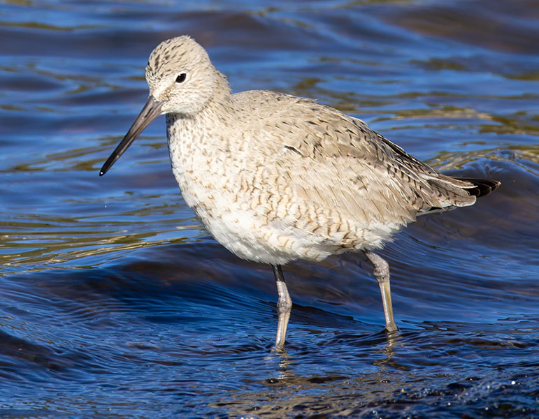 Willet Catoptrophorus semipalmatus 