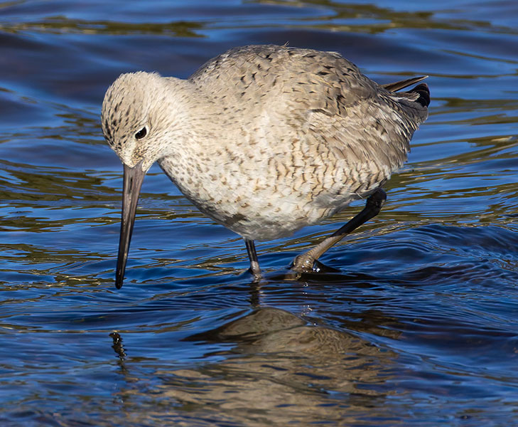 Willet Catoptrophorus semipalmatus 