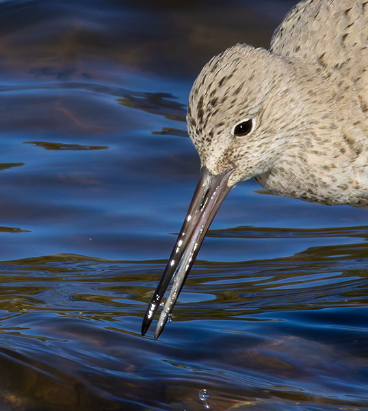 Willet Catoptrophorus semipalmatus 