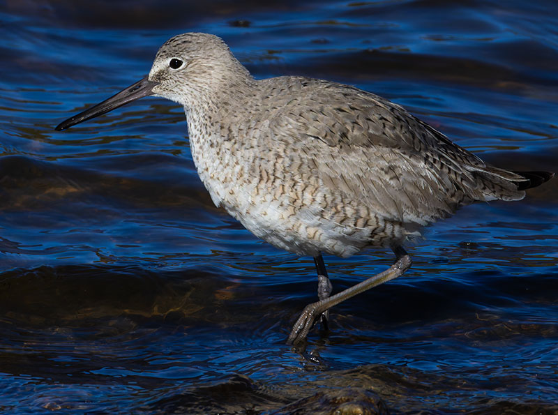 Willet Catoptrophorus semipalmatus 