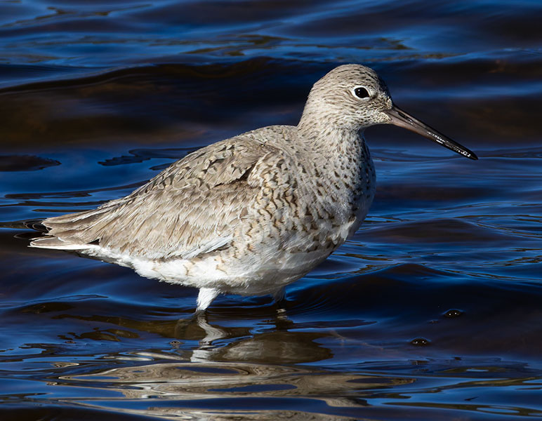 Willet Catoptrophorus semipalmatus 