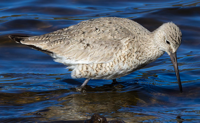 Willet Catoptrophorus semipalmatus 