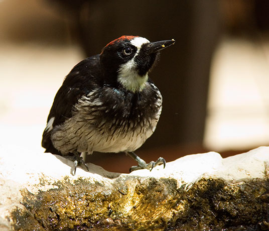Acorn Woodpecker Melanerpes formicivorus