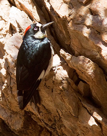 Acorn Woodpecker Melanerpes formicivorus