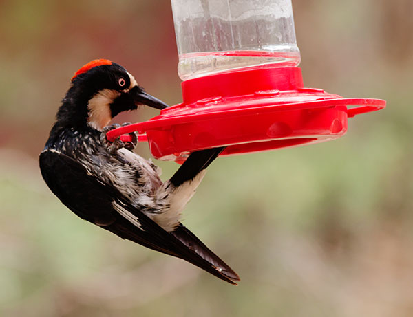 Acorn Woodpecker Melanerpes formicivorus