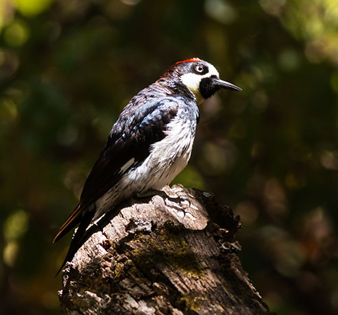 Acorn Woodpecker Melanerpes formicivorus