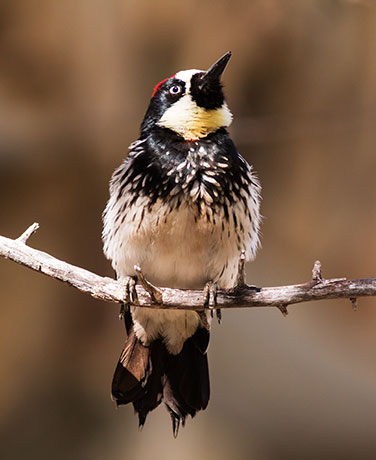 Acorn Woodpecker Melanerpes formicivorus