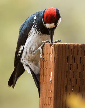 Acorn Woodpecker Melanerpes formicivorus