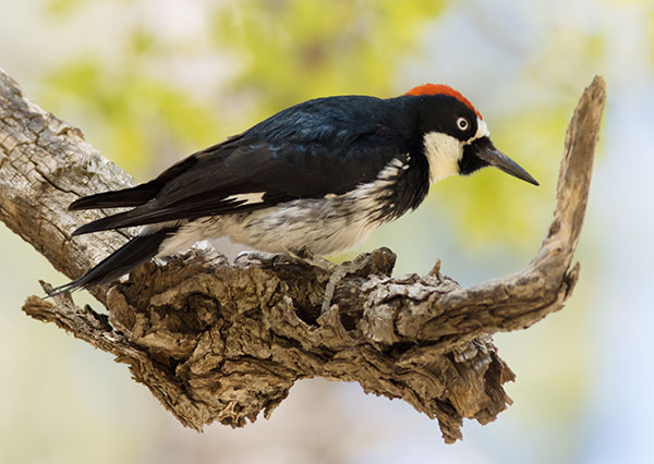 Acorn Woodpecker Melanerpes formicivorus
