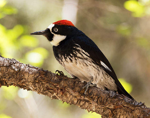 Acorn Woodpecker Melanerpes formicivorus