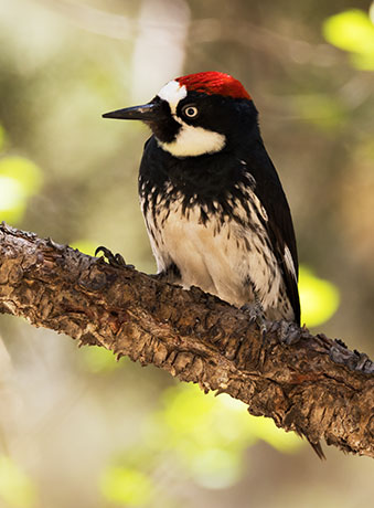 Acorn Woodpecker Melanerpes formicivorus