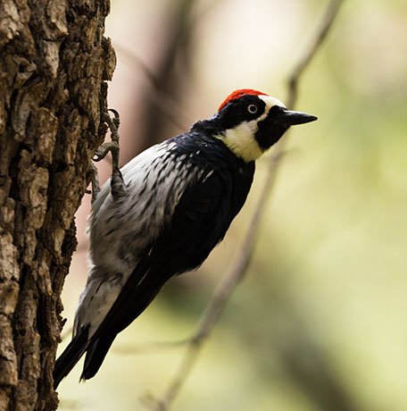 Acorn Woodpecker Melanerpes formicivorus