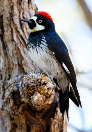 Acorn Woodpecker Melanerpes formicivorus