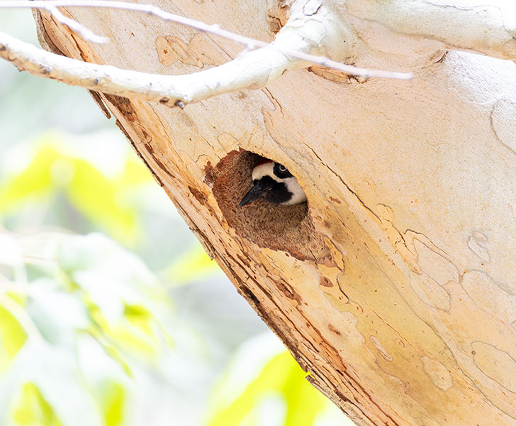 Acorn Woodpecker Melanerpes formicivorus