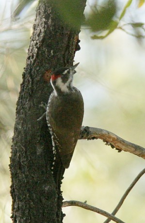 Arizona (Strickland's) Woodpecker Picoides arizonae 