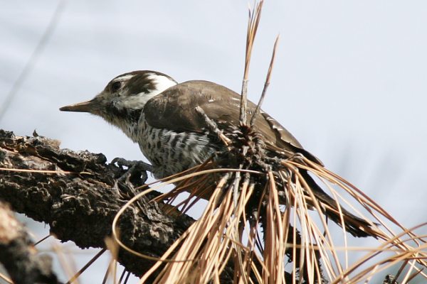 Arizona (Strickland's) Woodpecker Picoides arizonae 