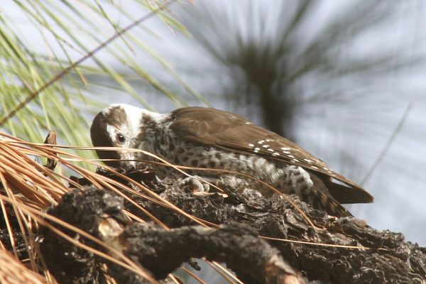 Arizona (Strickland's) Woodpecker Picoides arizonae 