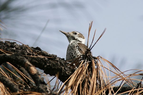 Arizona (Strickland's) Woodpecker Picoides arizonae 
