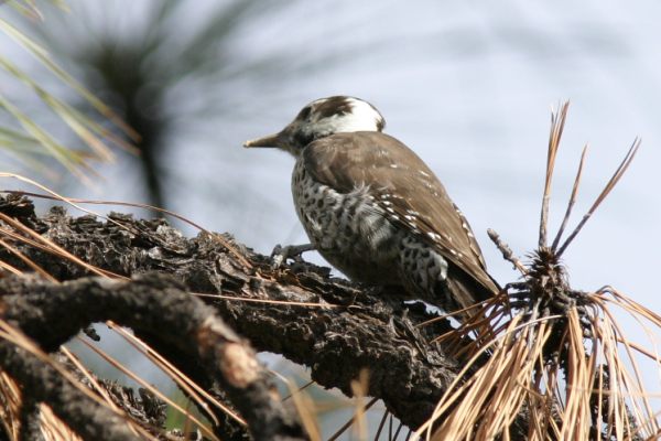 Arizona (Strickland's) Woodpecker Picoides arizonae 