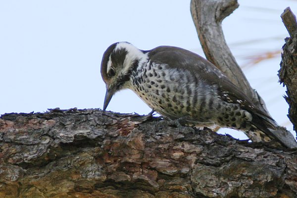 Arizona (Strickland's) Woodpecker Picoides arizonae 