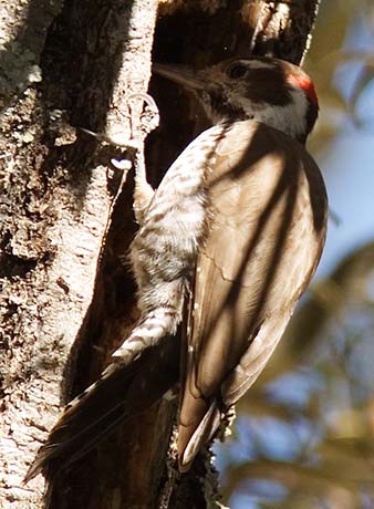 Arizona (Strickland's) Woodpecker Picoides arizonae 