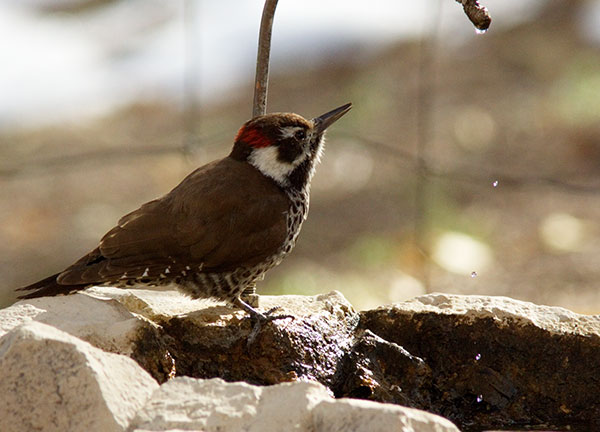 Arizona (Strickland's) Woodpecker Picoides arizonae 