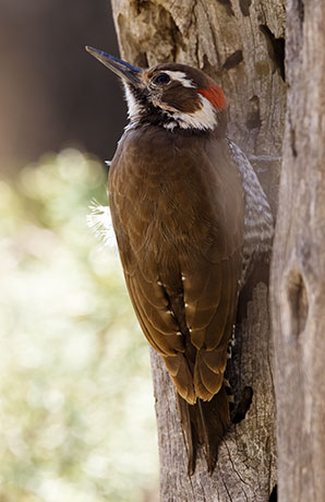 Arizona (Strickland's) Woodpecker Picoides arizonae 