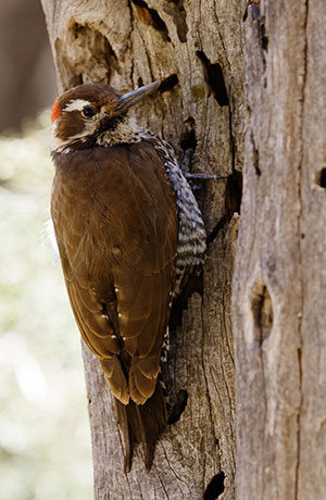 Arizona (Strickland's) Woodpecker Picoides arizonae 