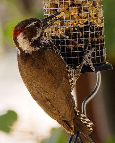 Arizona (Strickland's) Woodpecker Picoides arizonae 