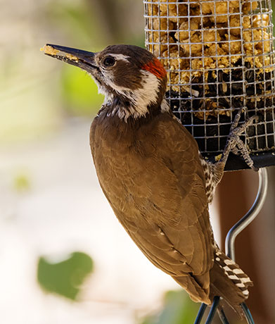 Arizona (Strickland's) Woodpecker Picoides arizonae 