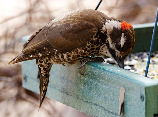Arizona (Strickland's) Woodpecker Picoides arizonae 