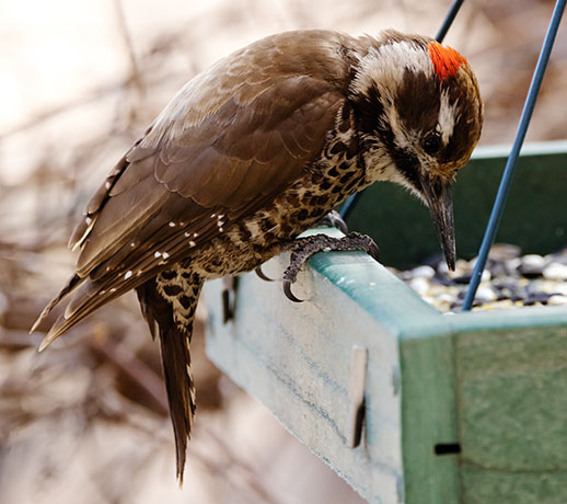 Arizona (Strickland's) Woodpecker Picoides arizonae 