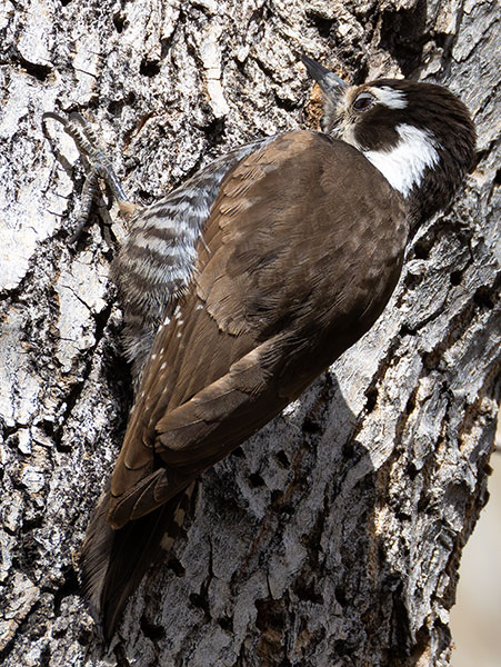 Arizona (Strickland's) Woodpecker Picoides arizonae 