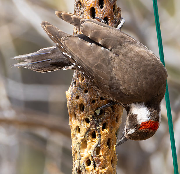 Arizona (Strickland's) Woodpecker Picoides arizonae 