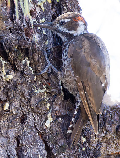 Arizona (Strickland's) Woodpecker Picoides arizonae 